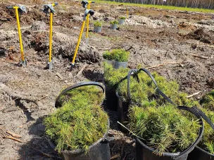В Нижегородской области стартовал весенний лесокультурный сезон